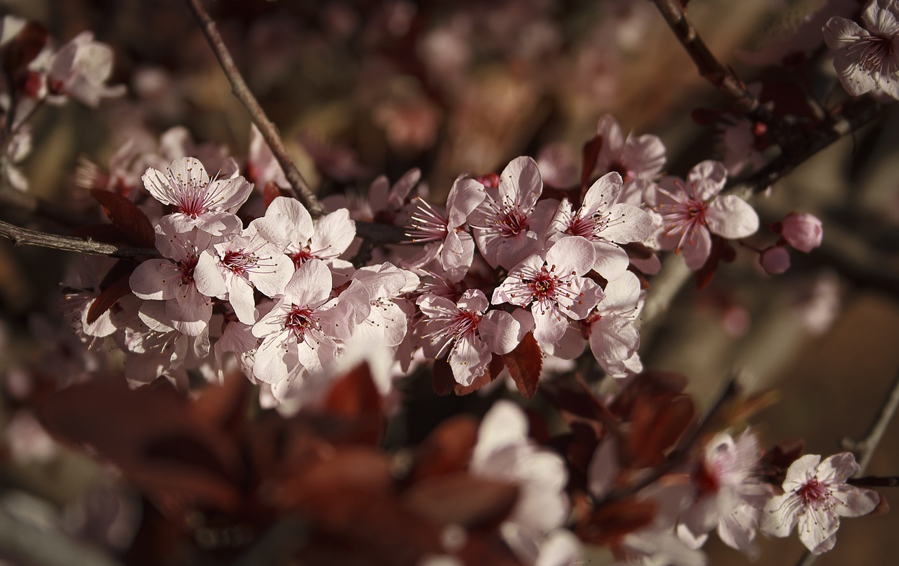 flowers  bloom  plum free photo