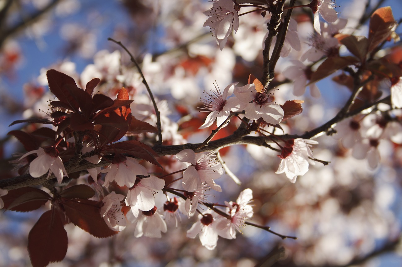 flowers  bloom  plum free photo