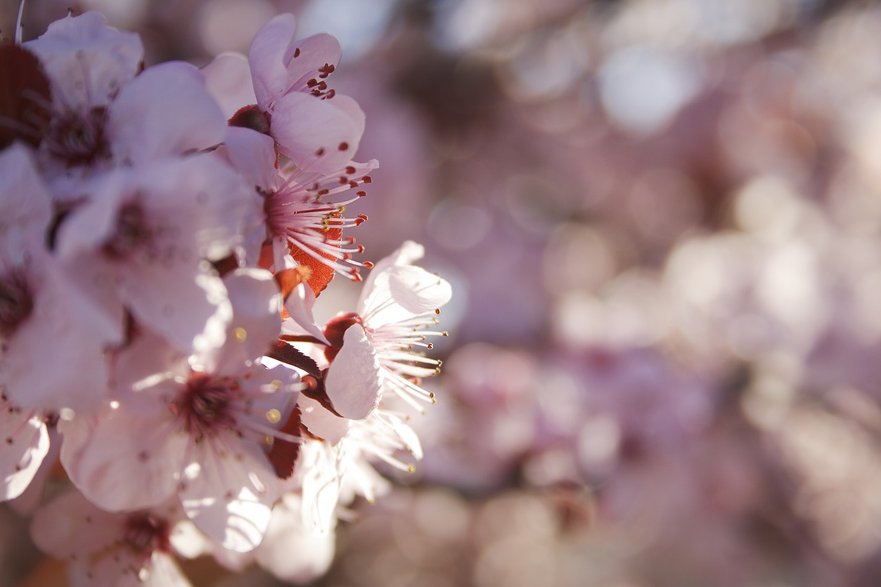 flowers  bloom  plum free photo