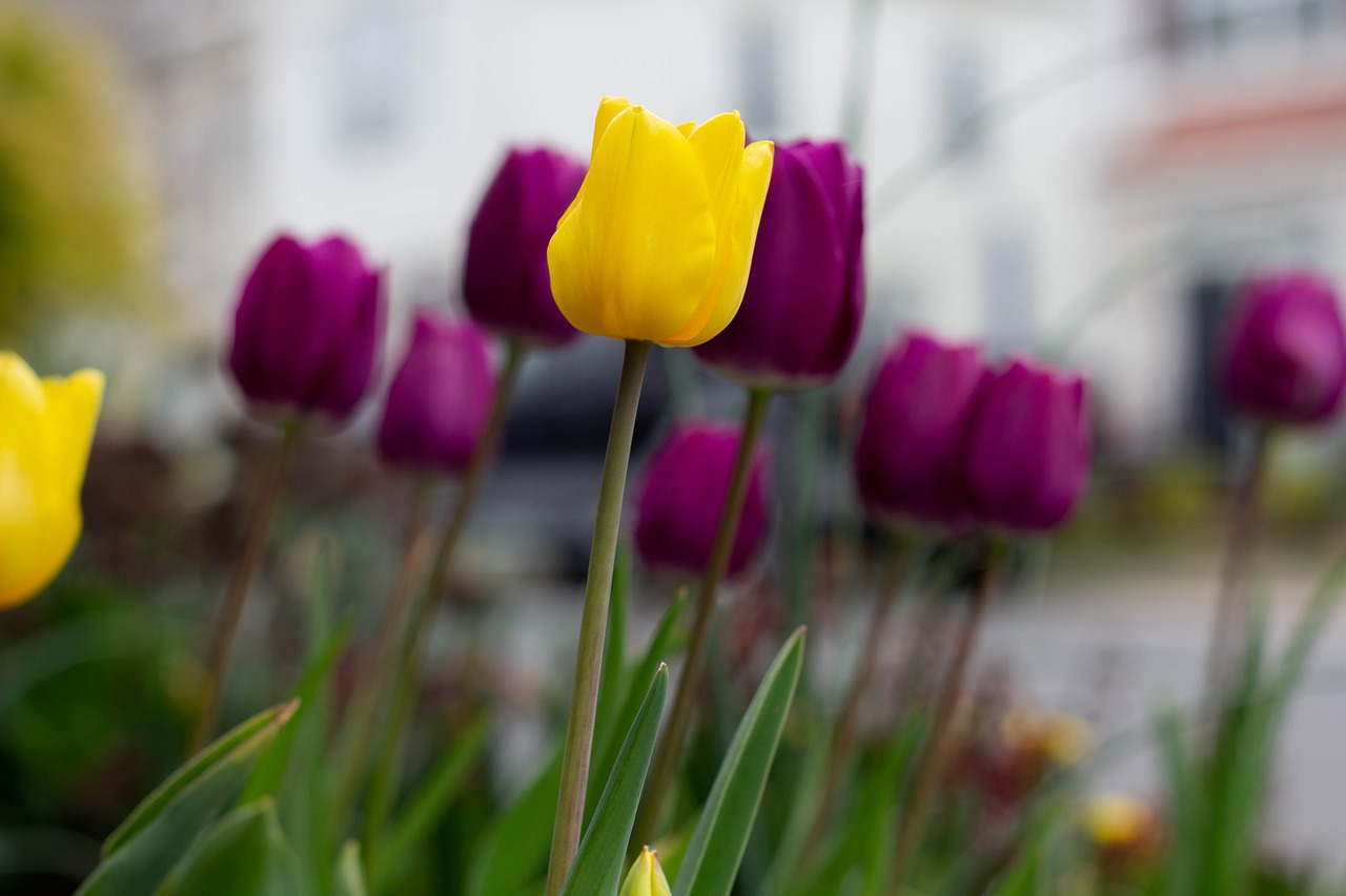 flowers  plants  tulips free photo