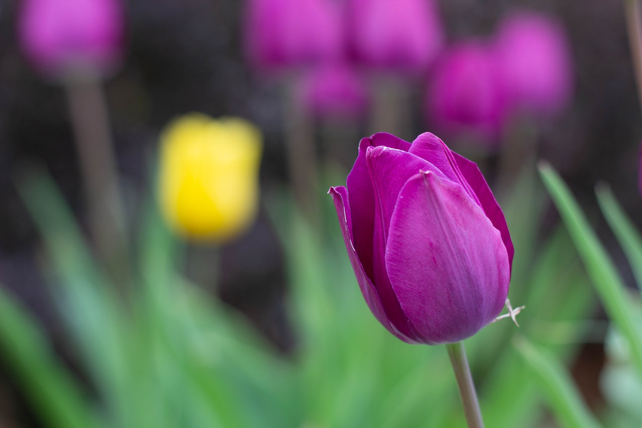 flowers  tulips  plants free photo