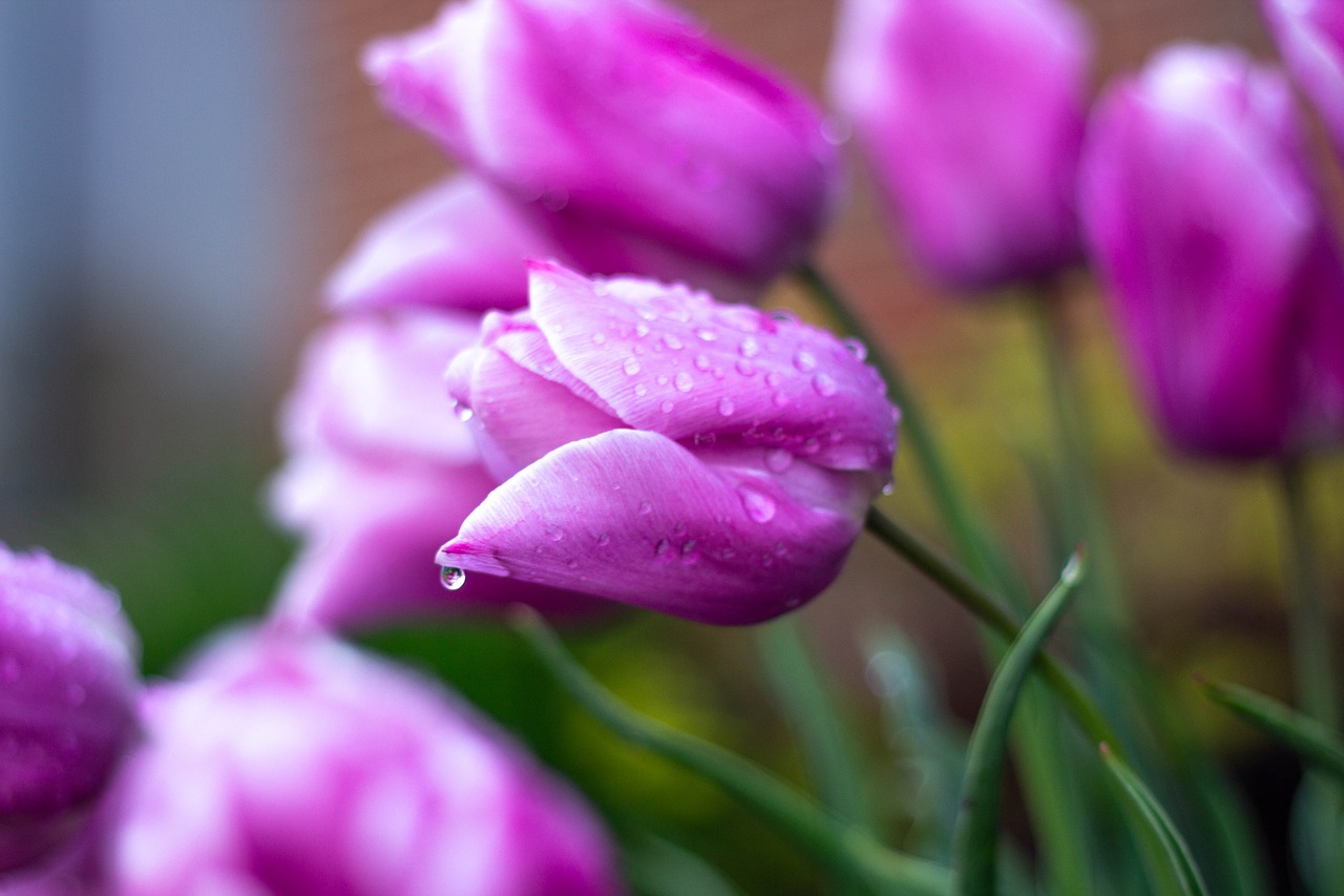 flowers  tulips  garden free photo