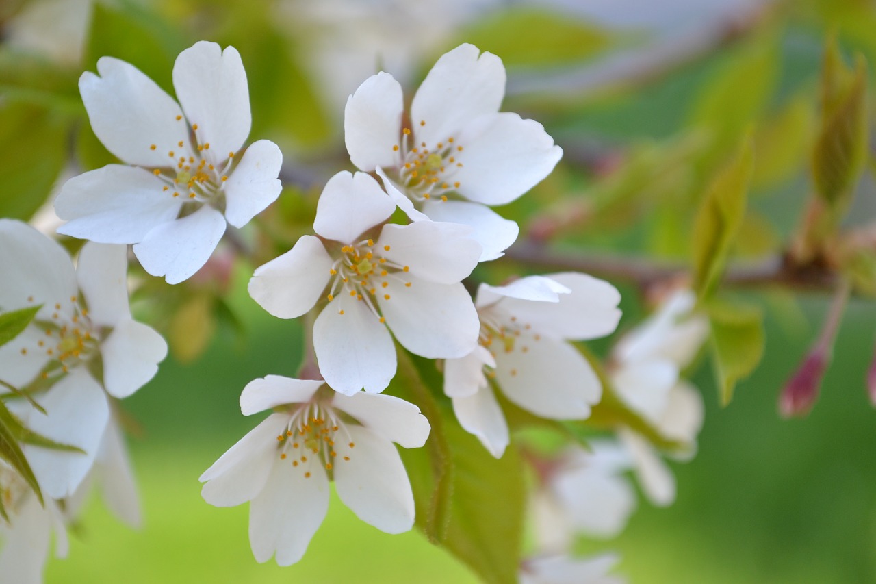 flowers  spring  plant free photo