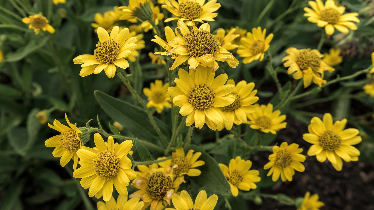 flowers  yellow flower  yellow free photo