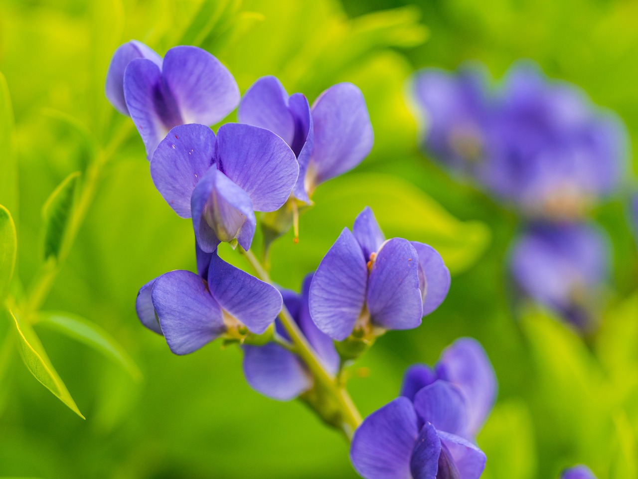 flowers  garden  summer free photo