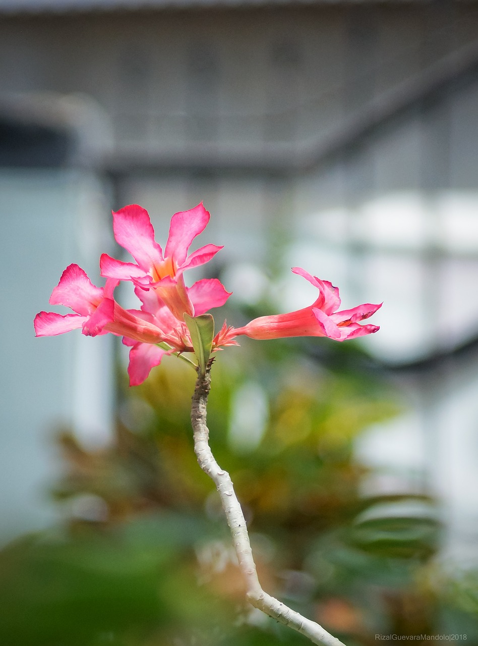 flowers  cambodia  flower free photo