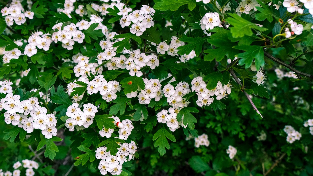 flowers  shrub  hawthorn free photo