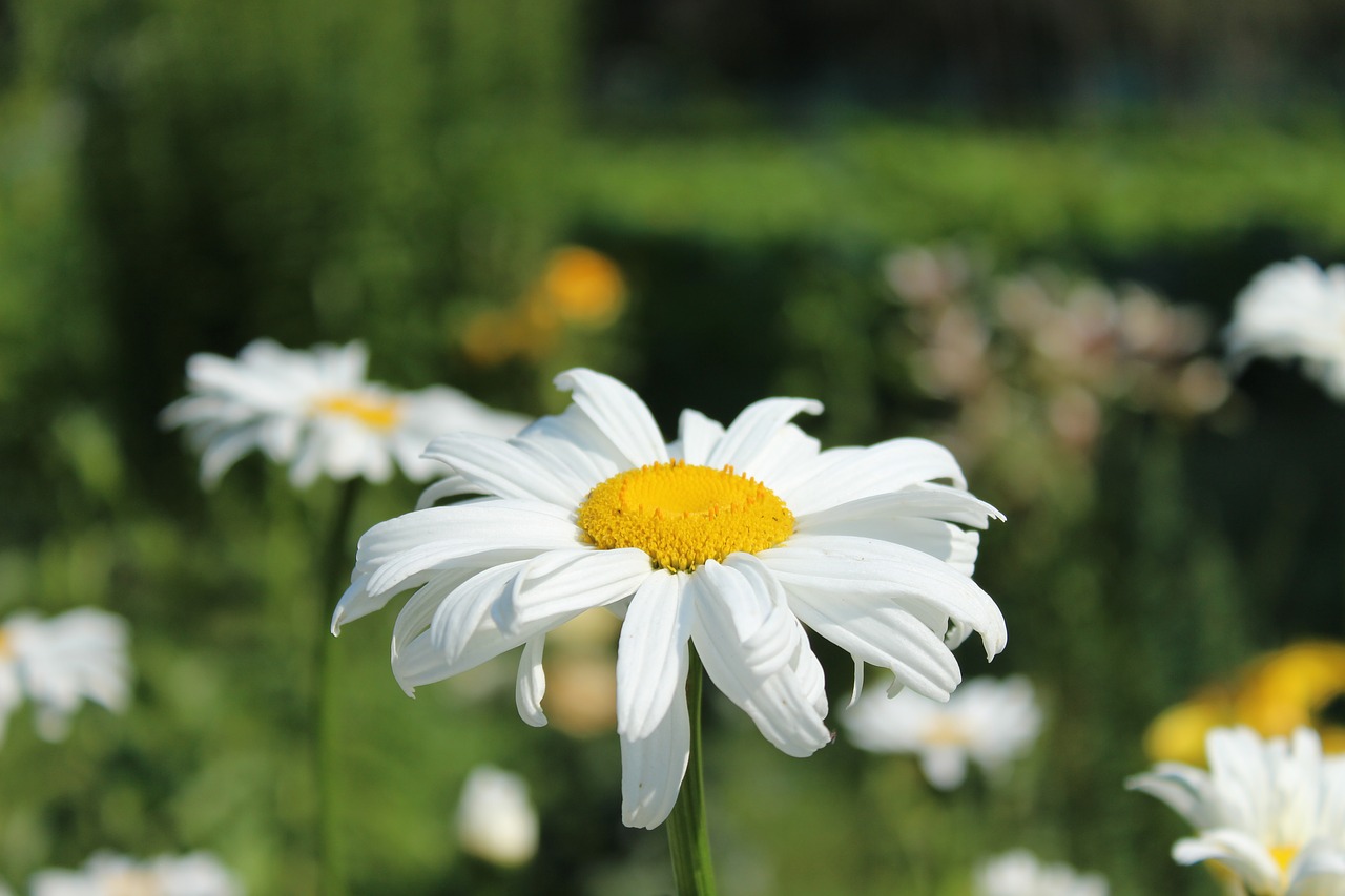 flowers  chamomile free pictures free photo