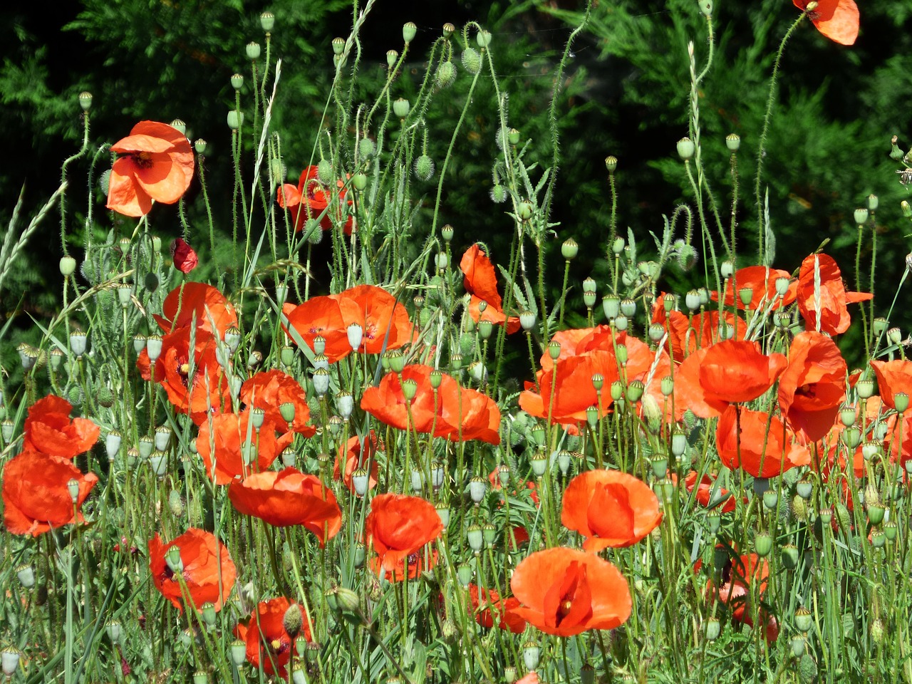 flowers  poppies  red free photo