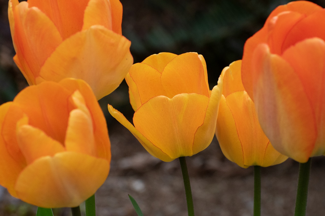 flowers  tulips  spring free photo