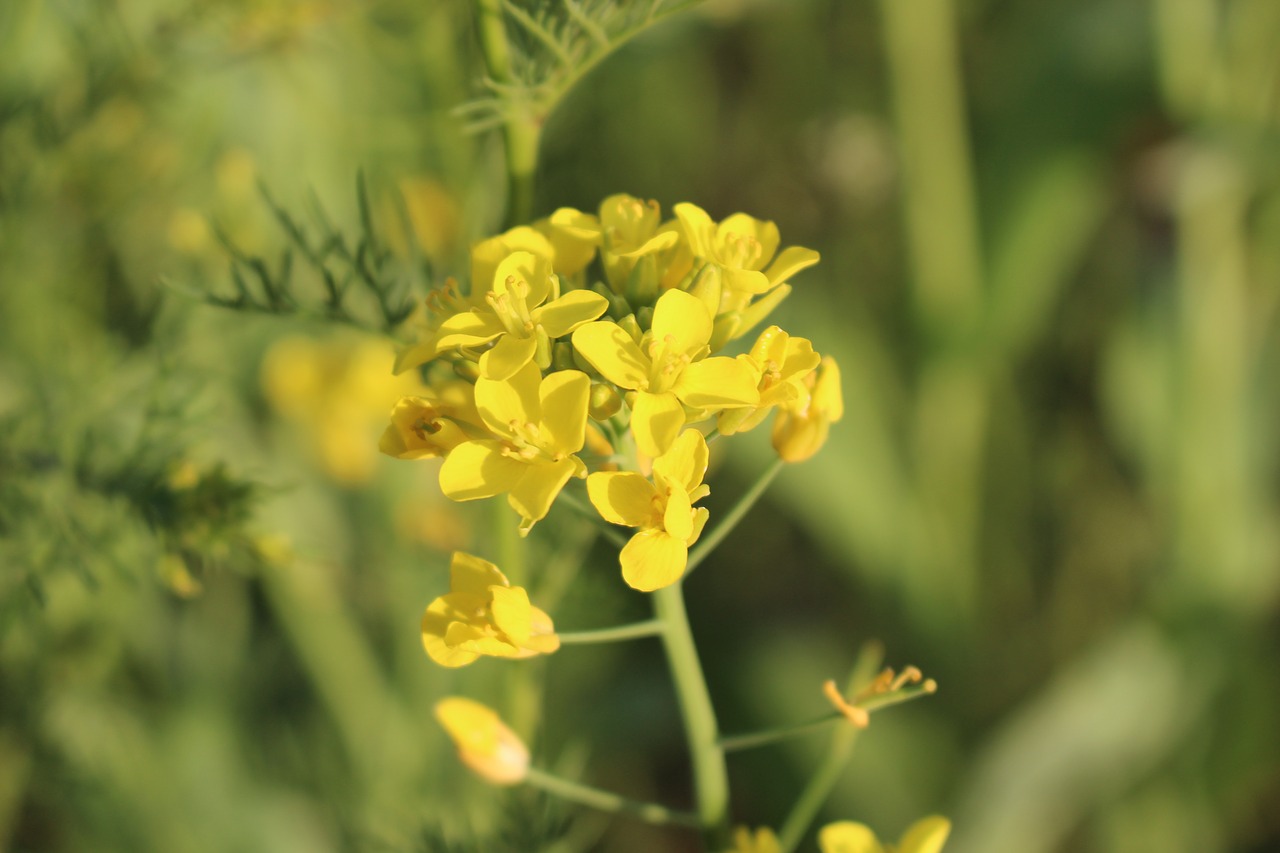 flowers  pulkkot  yellow free photo