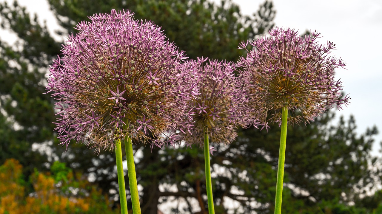 flowers  flower  plant free photo