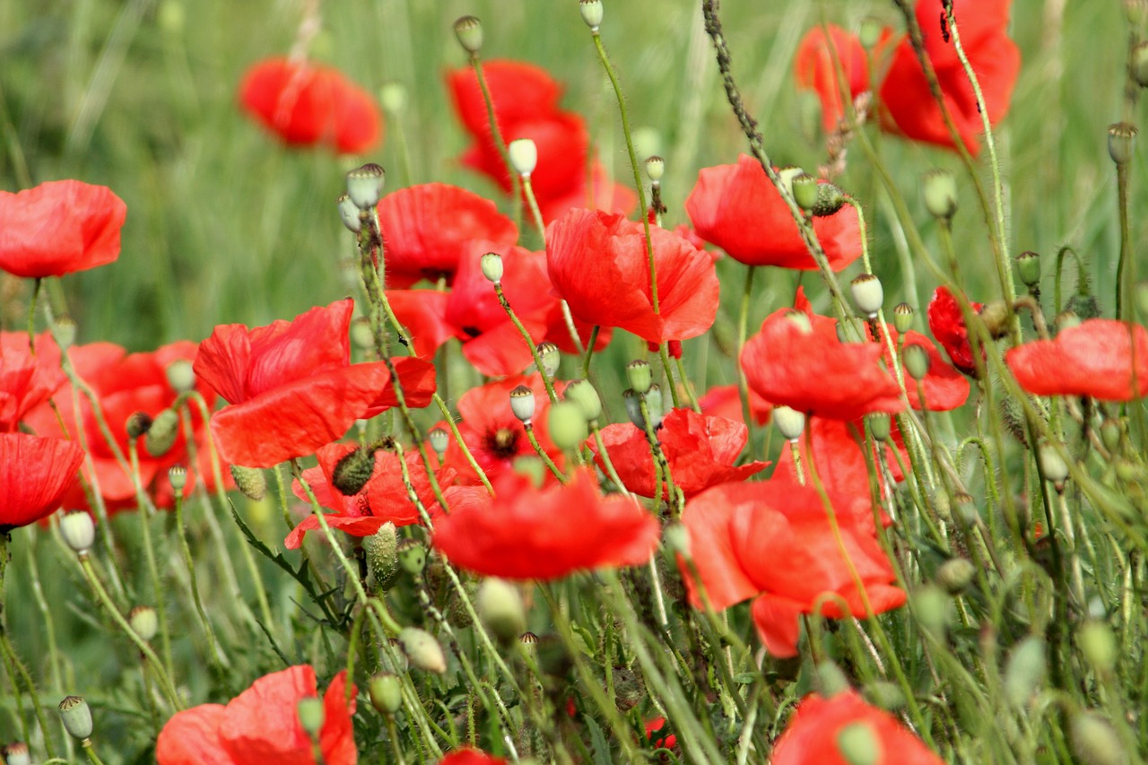 flowers  poppies  red free photo