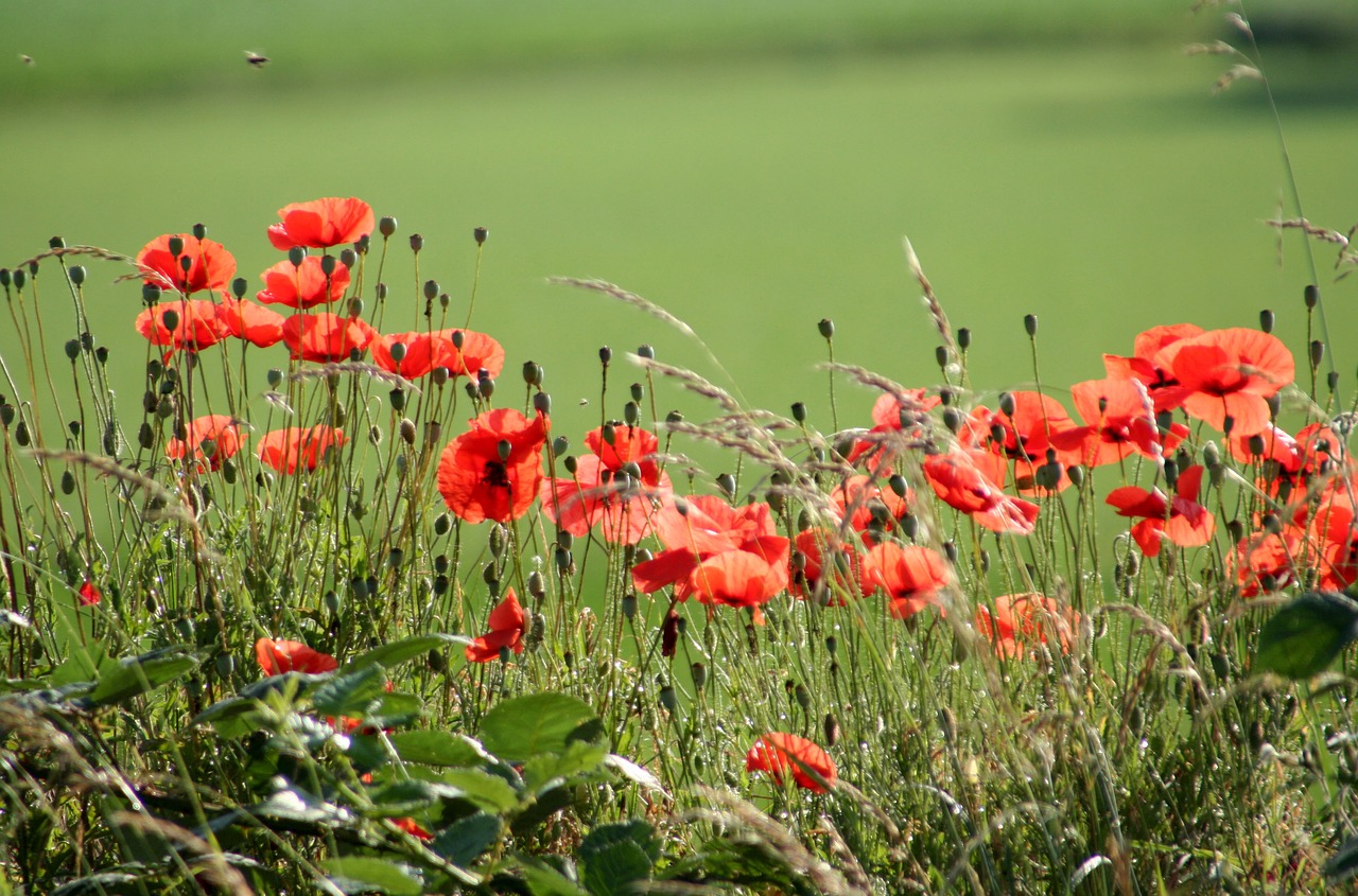 flowers  poppies  flowering free photo