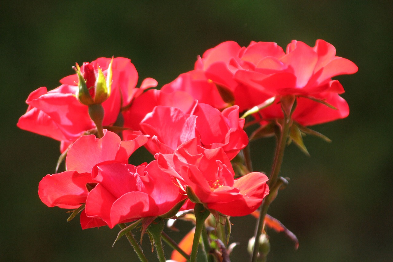 flowers  roses  garden free photo