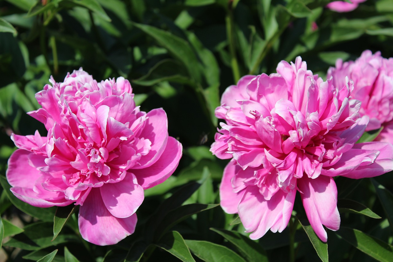 flowers  peony  nature free photo