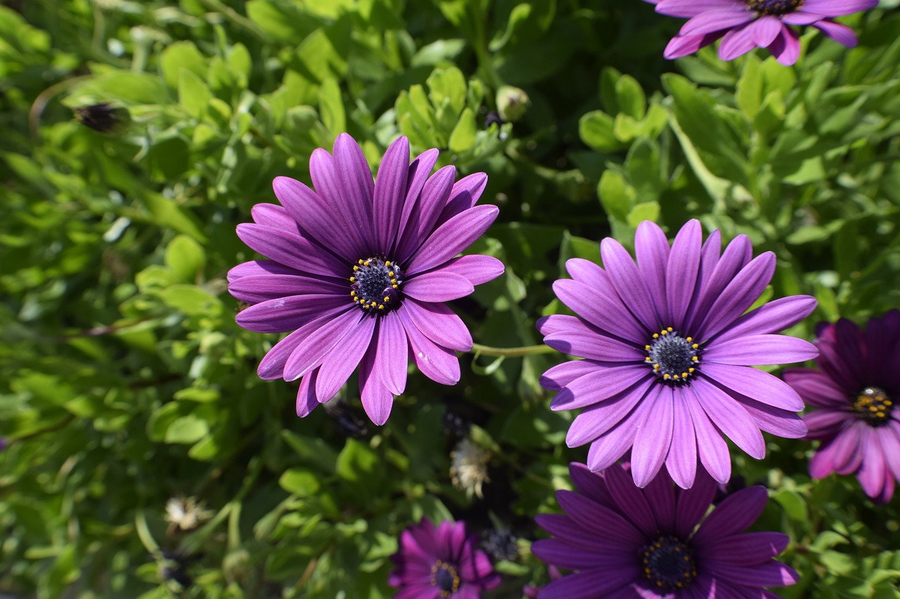 flowers  portugal  sun free photo