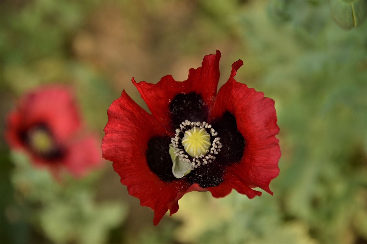 flowers  poppy  plants free photo