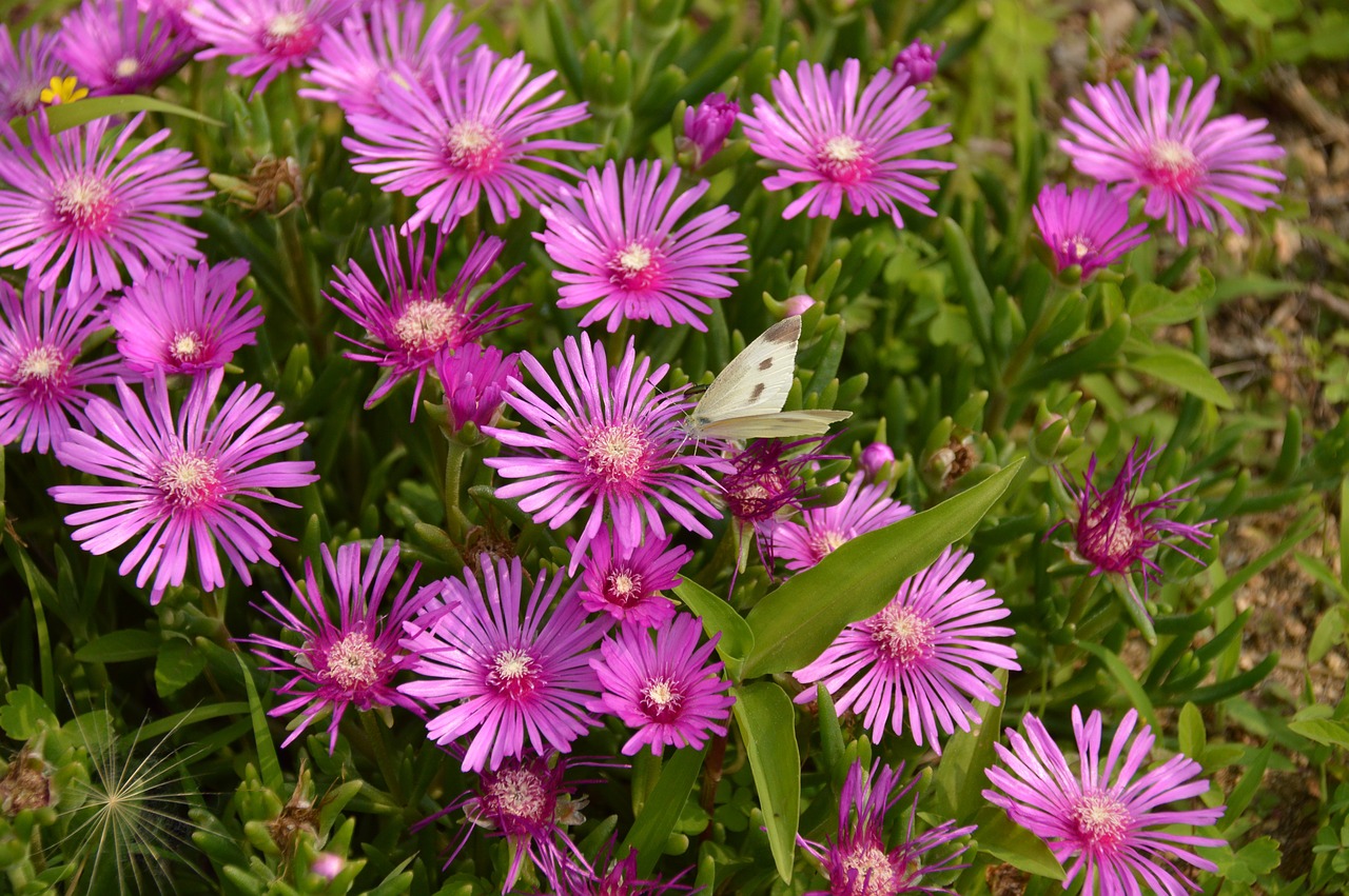 flowers  butterfly  the white one free photo