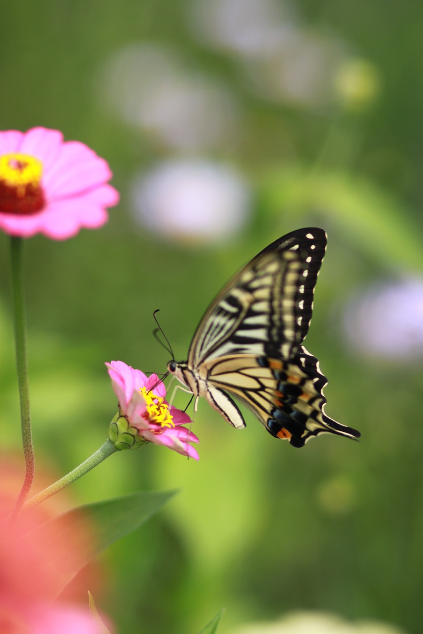 flowers  butterfly  insects free photo
