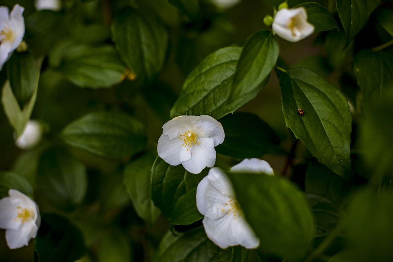 flowers  white  greens free photo