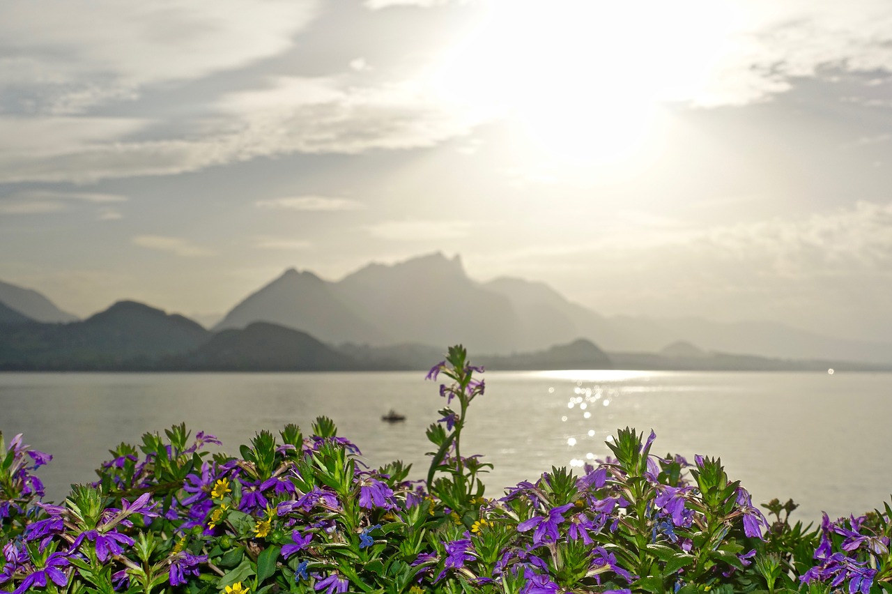 flowers  mountains  sunlight free photo