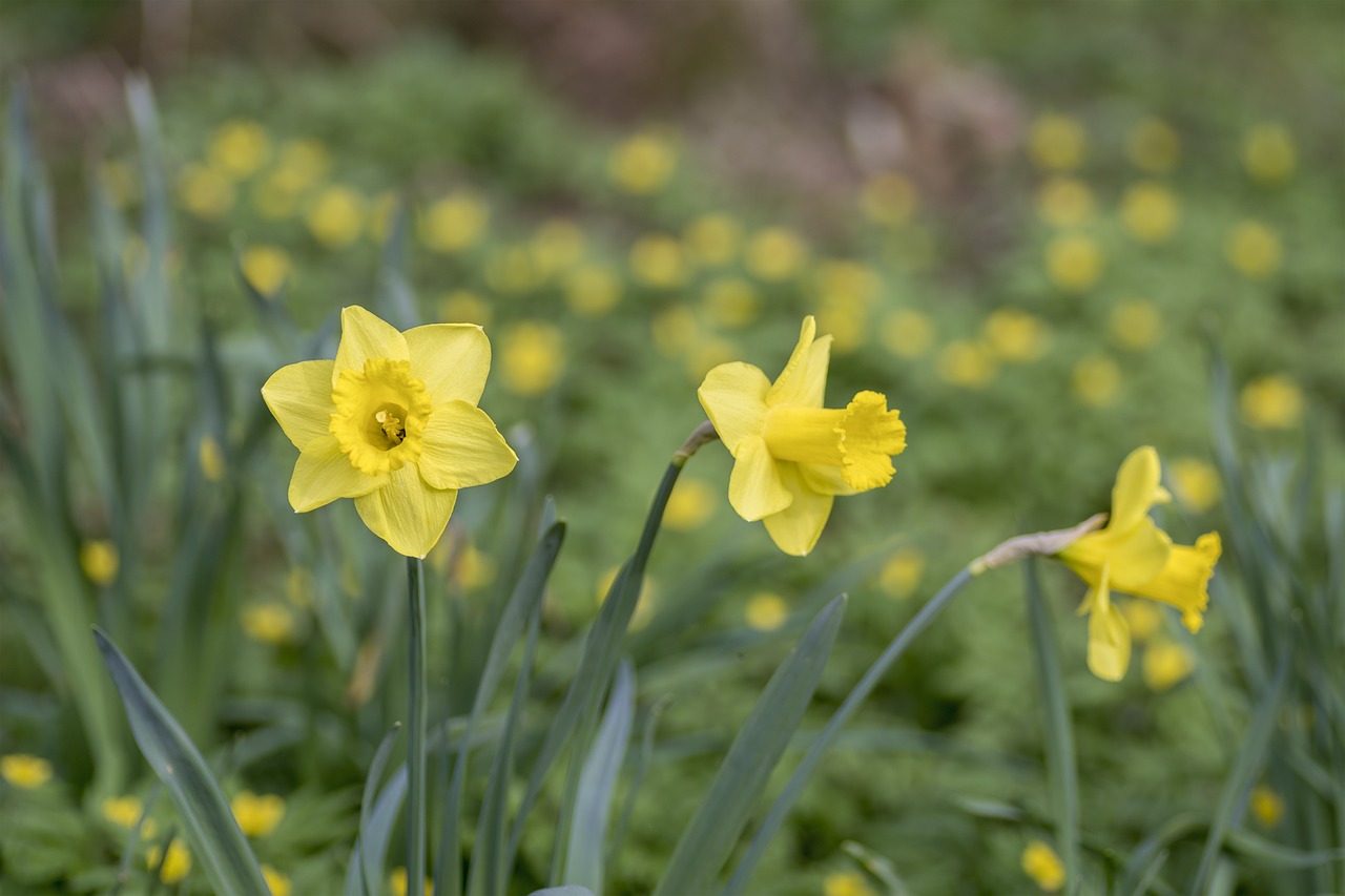 flowers  daffodil  lent lily free photo