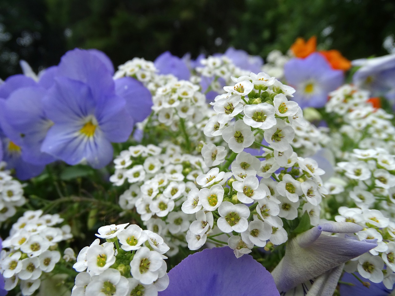 flowers  flower bed  multi color free photo