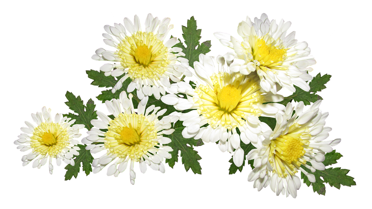 flowers  white  chrysanthemum free photo