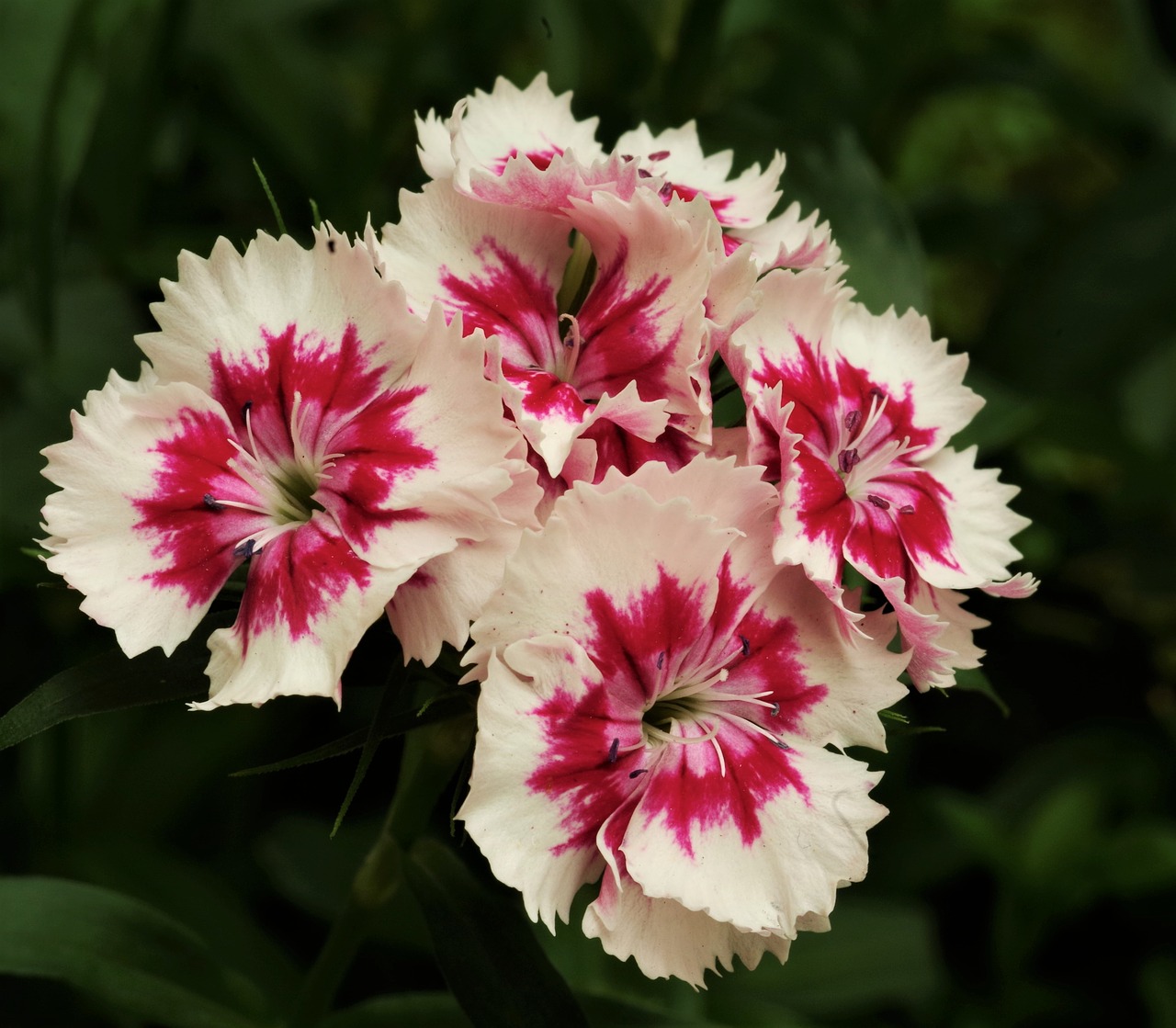 flowers  flower  carnations free photo