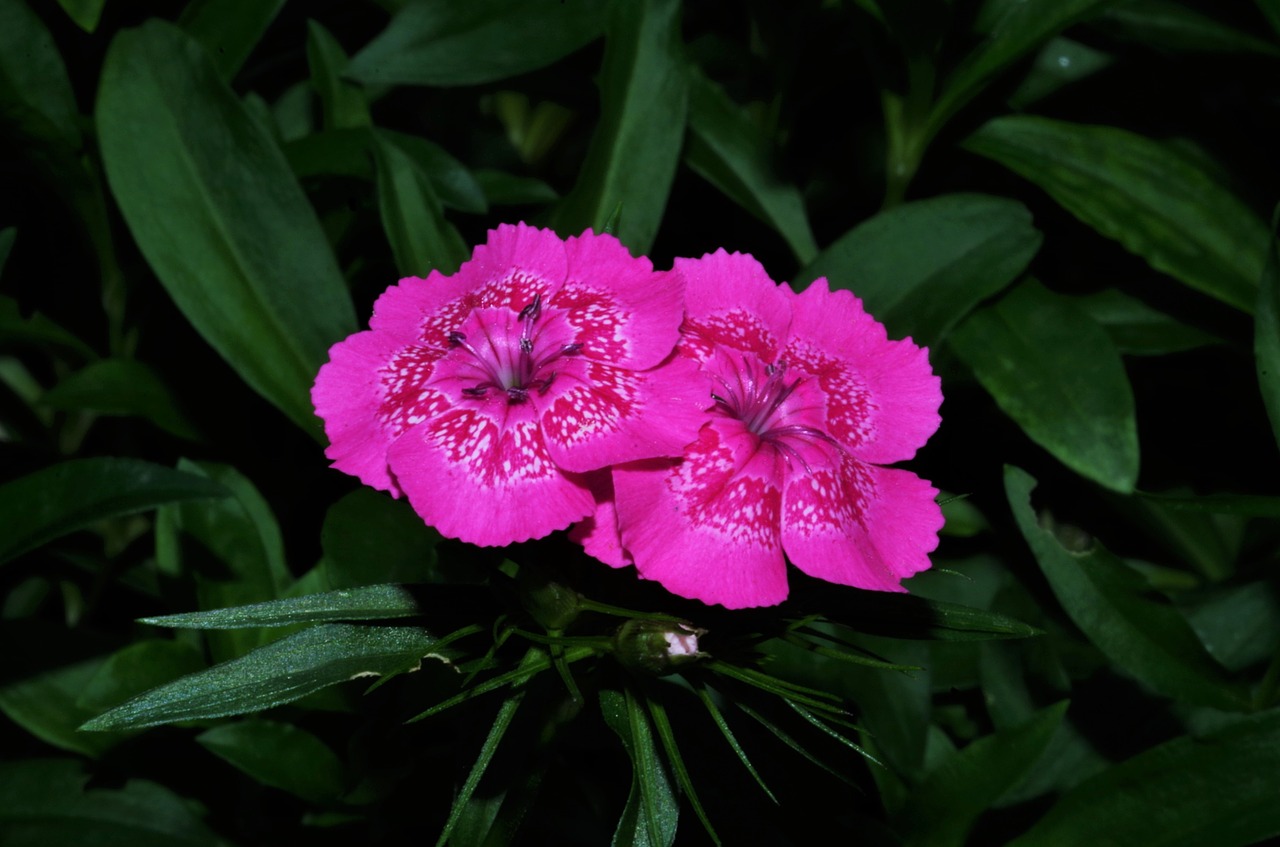 flowers  carnations  carnations free photo