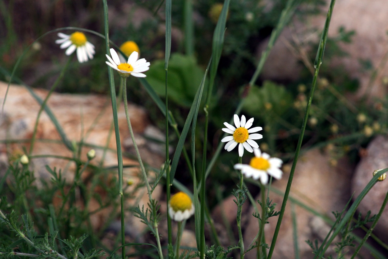 flowers  stones  nature free photo