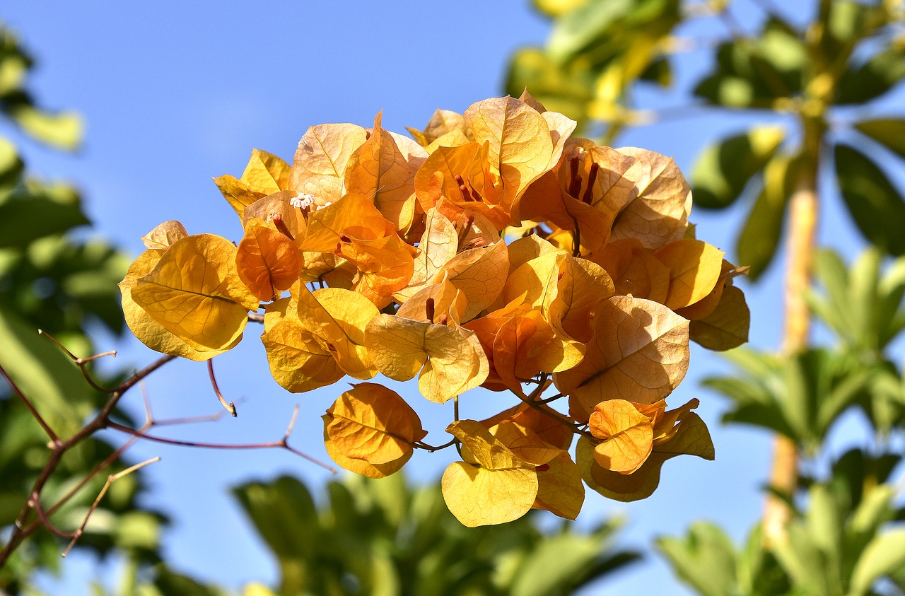 flowers  garden  nature free photo