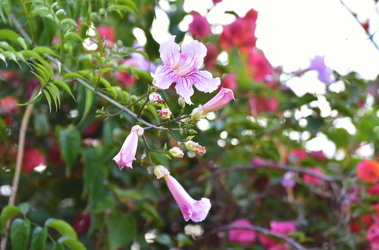 flowers  garden  nature free photo