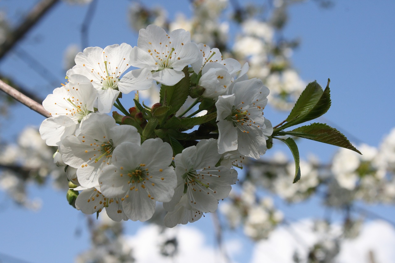 flowers  cherry  spring free photo