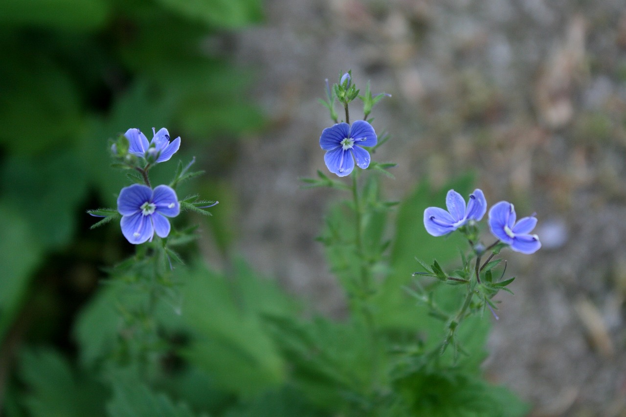 flowers  blue  nature free photo