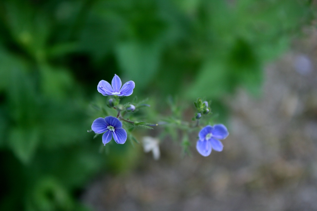 flowers  blue  spring free photo