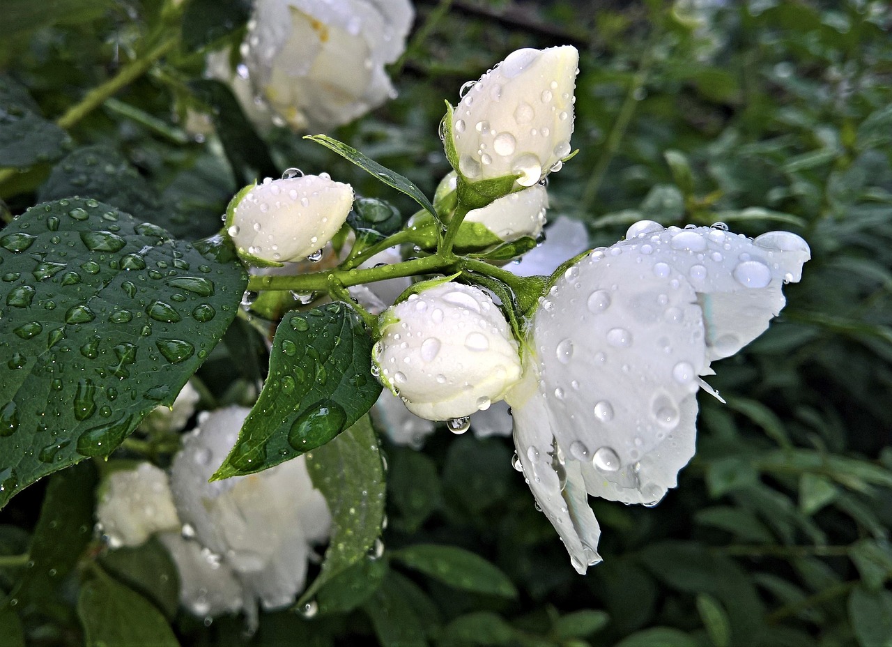 flowers  jasmin  ornamental shrub free photo