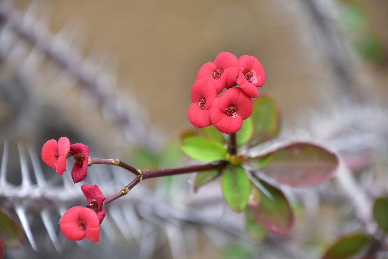 flowers  garden  nature free photo