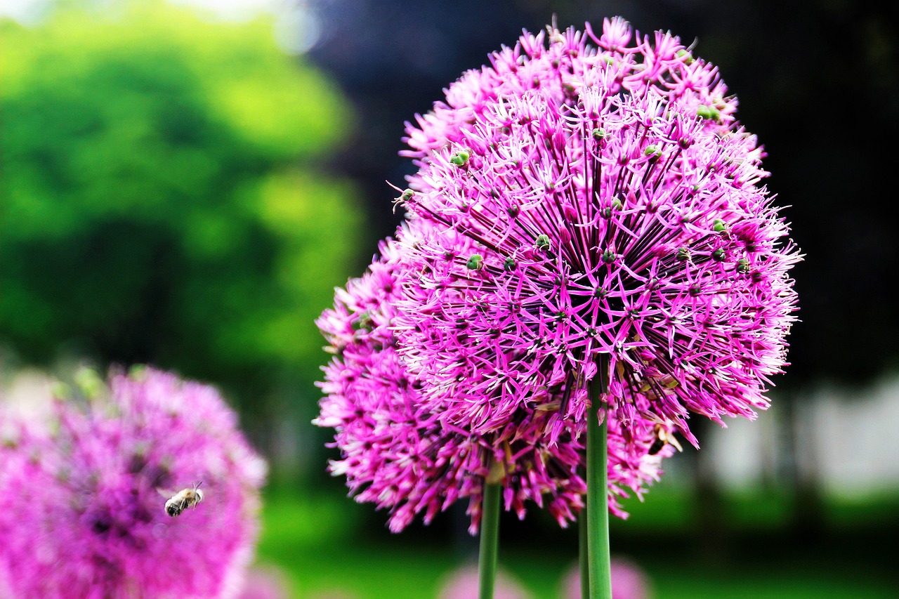 flowers  bee  nature free photo