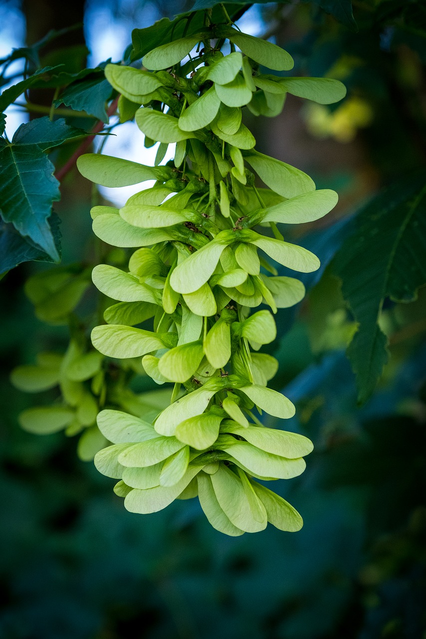 flowers  leaves  bud free photo