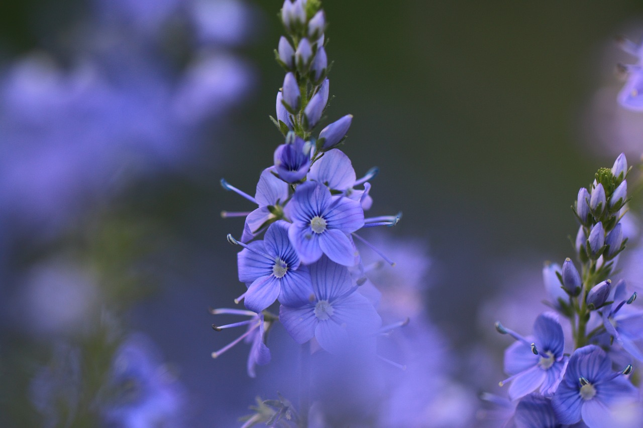 Синий колосок цветок