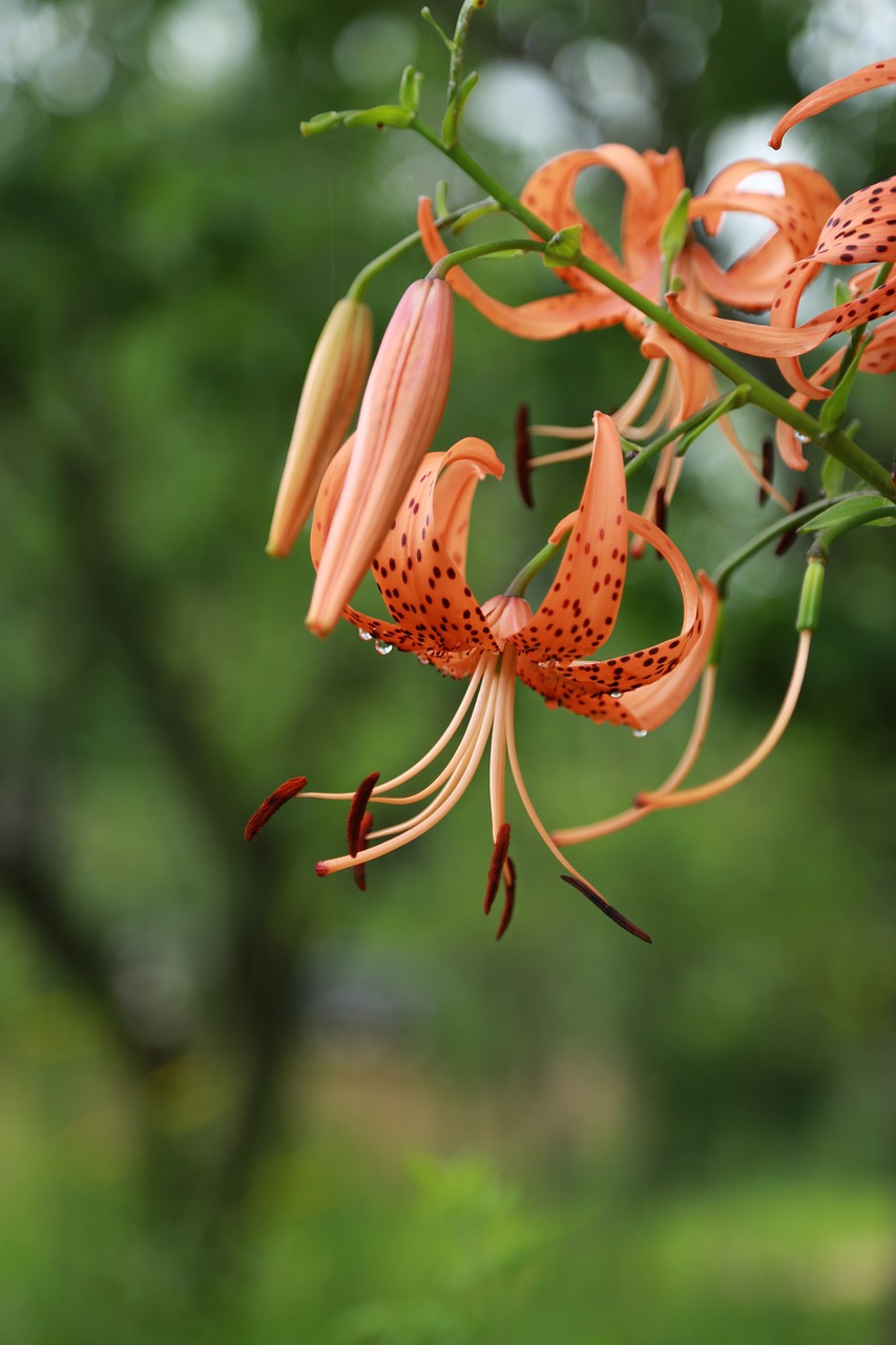 flowers  lily  plants free photo