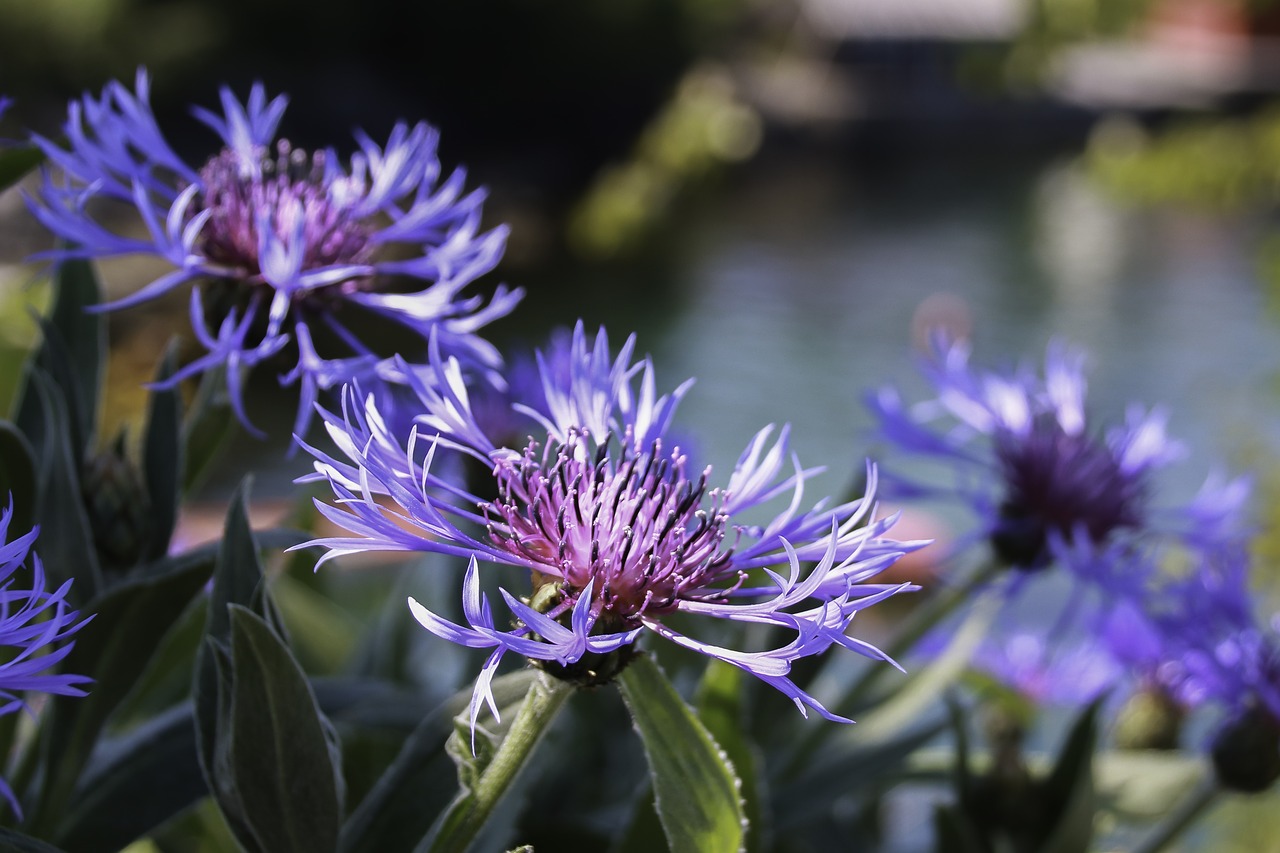 flowers  summer  the nature of the free photo