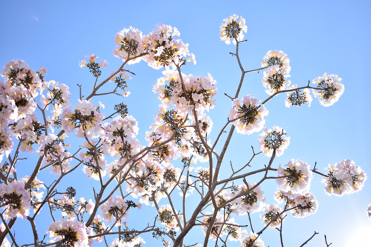 flowers  pink  c free photo