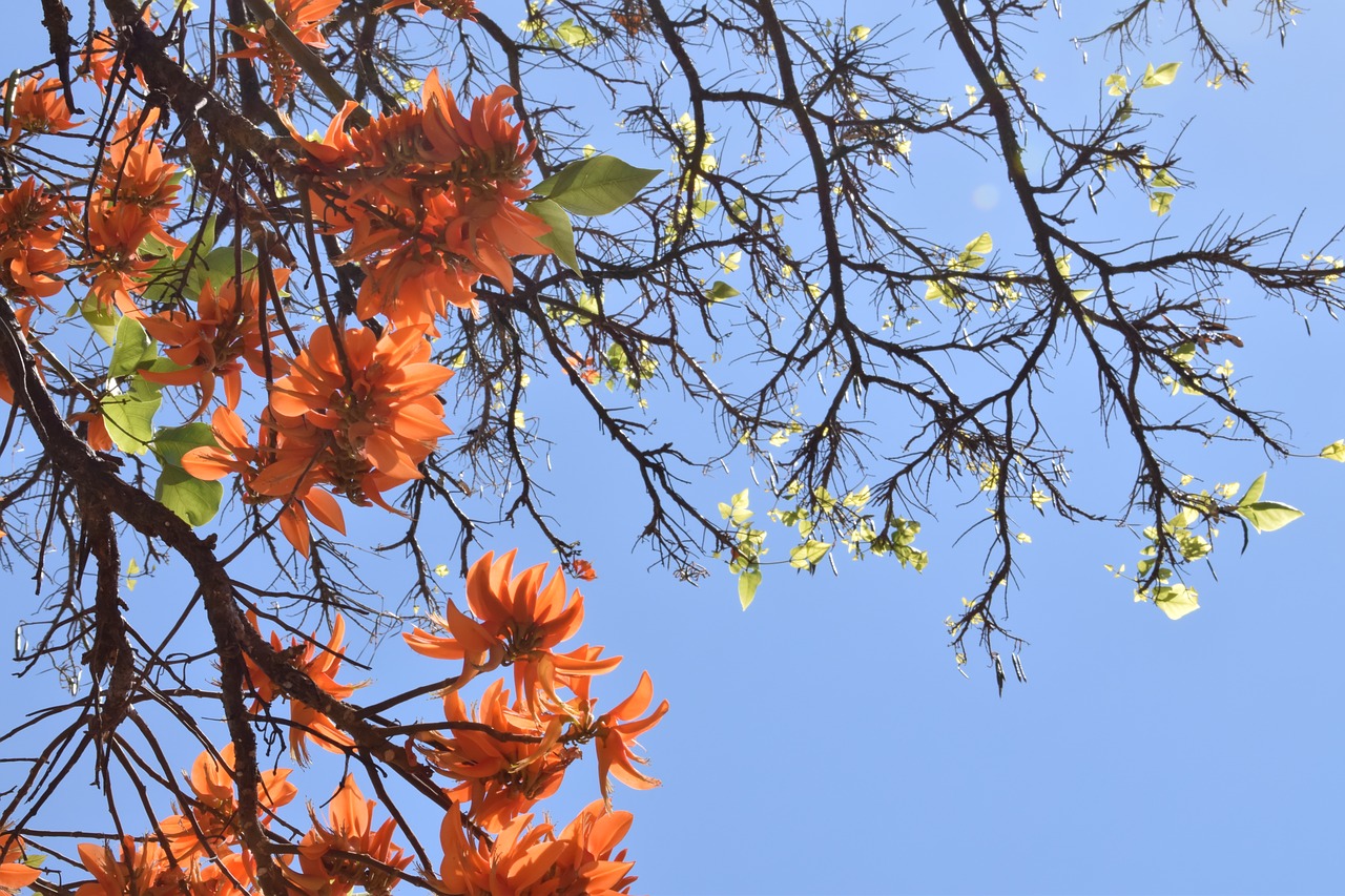 flowers  bloom  orange flower free photo