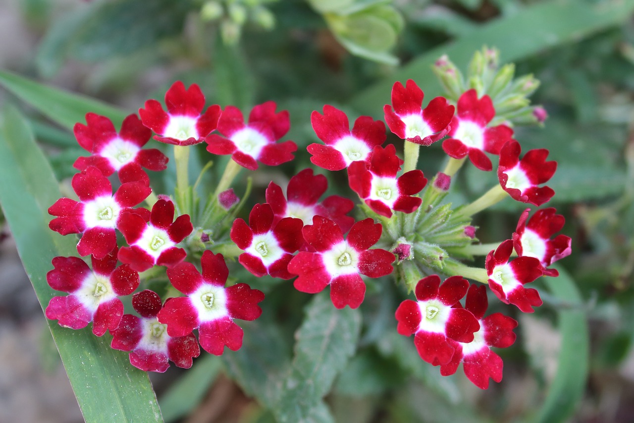 flowers  plant  summer free photo