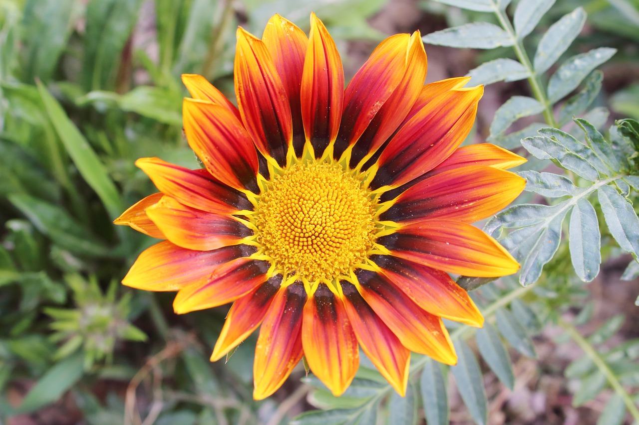 flowers  plant  summer free photo