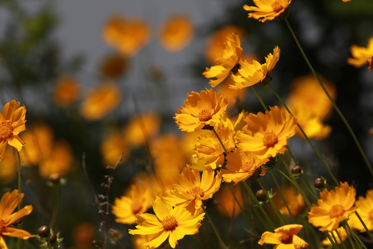 flowers  nature  plants free photo