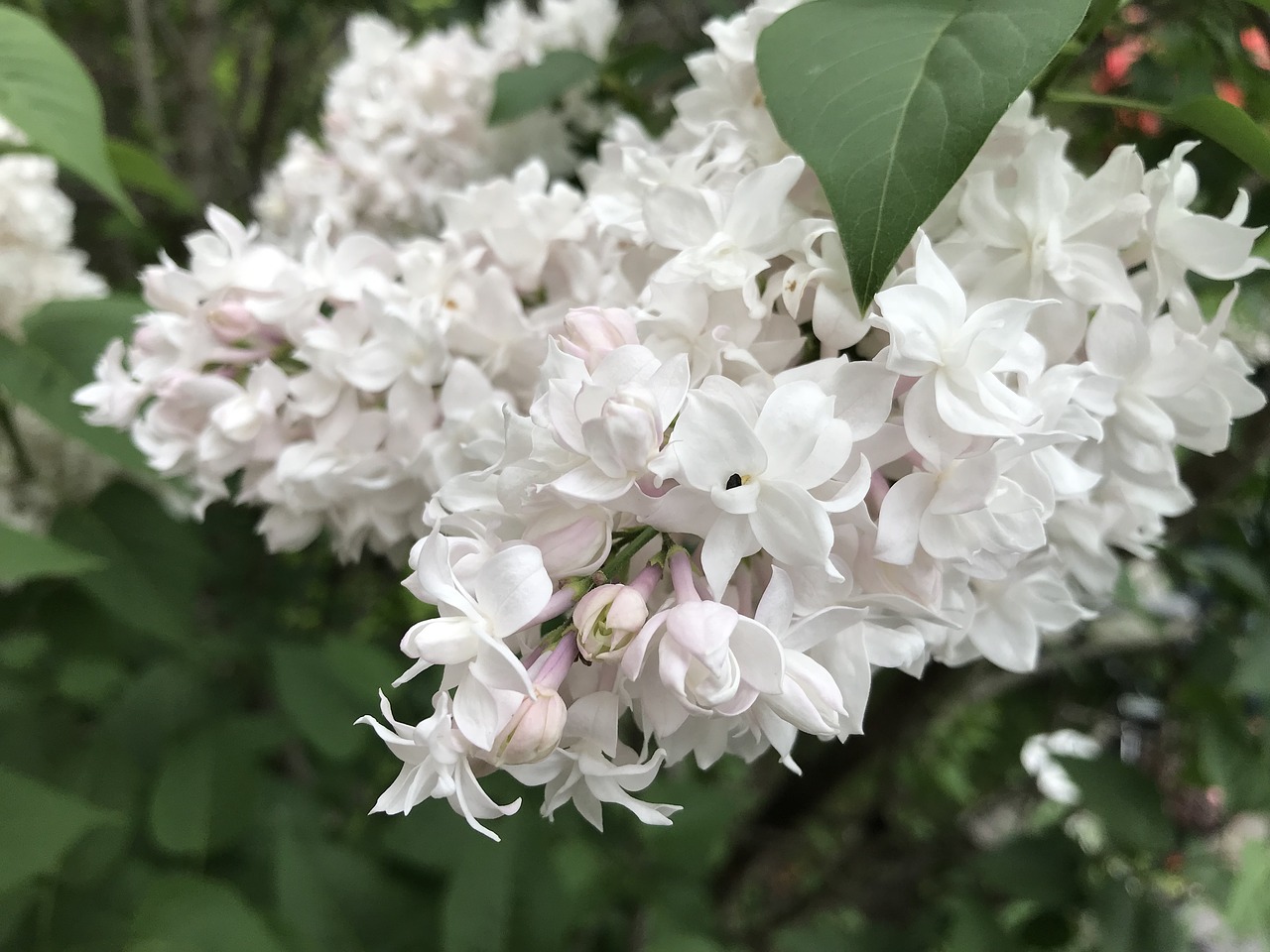 flowers  garden  lilac free photo